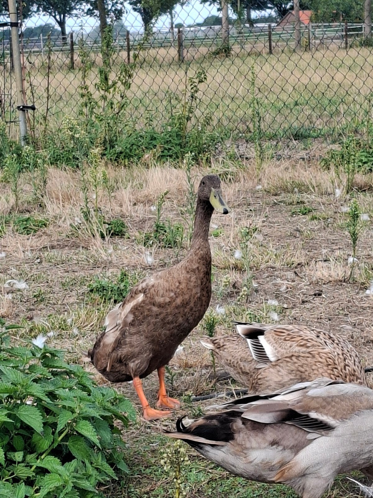 Loopeend woerd, Mannelijk, Eend