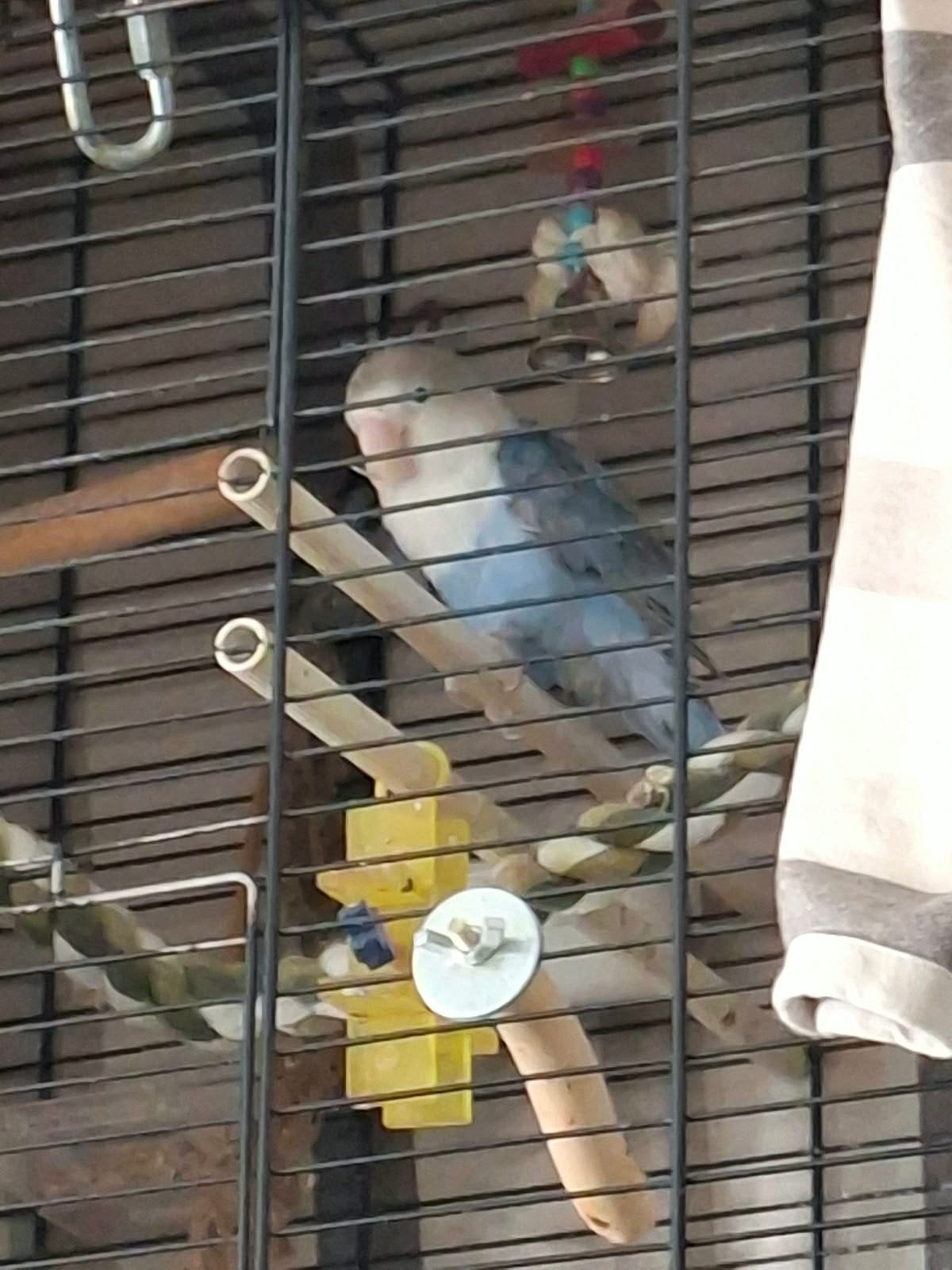 Huisje gezocht met agapornis mannetje voor agapornis pop, Vrouwelijk, Dwergpapegaai of Agapornis