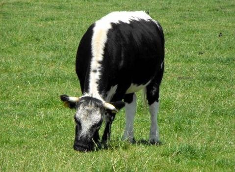 Aangeboden: parttime job op melkveehouderij 10-15 uur Betuwe, Vacatures, Tot en met 24 uur, Overige branches, Overige vormen
