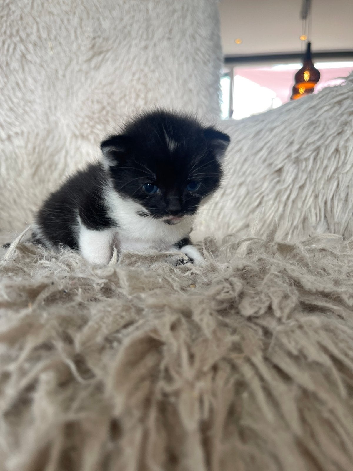 Kittens, Meerdere dieren