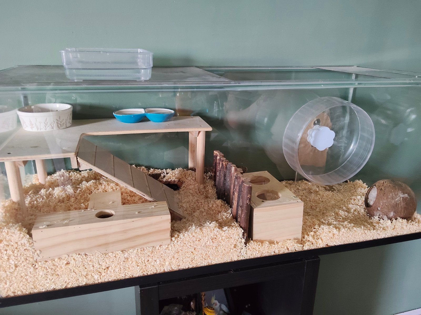 gerbils met hok, Maart, Vrouwelijk, Tam