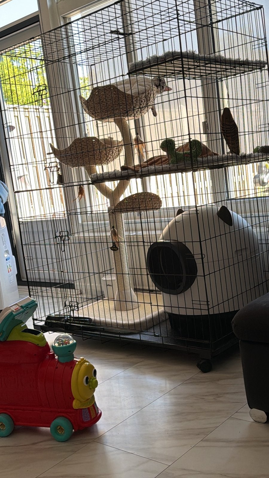 Britse langkorthaar mix silver tabby, Dieren en Toebehoren, Kater, 0 tot 2 jaar