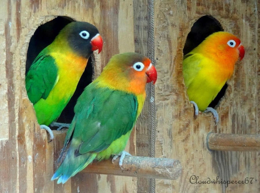 OPZOEK NAAR EEN PERSONATA, Dieren en Toebehoren, Vogels | Parkieten en Papegaaien