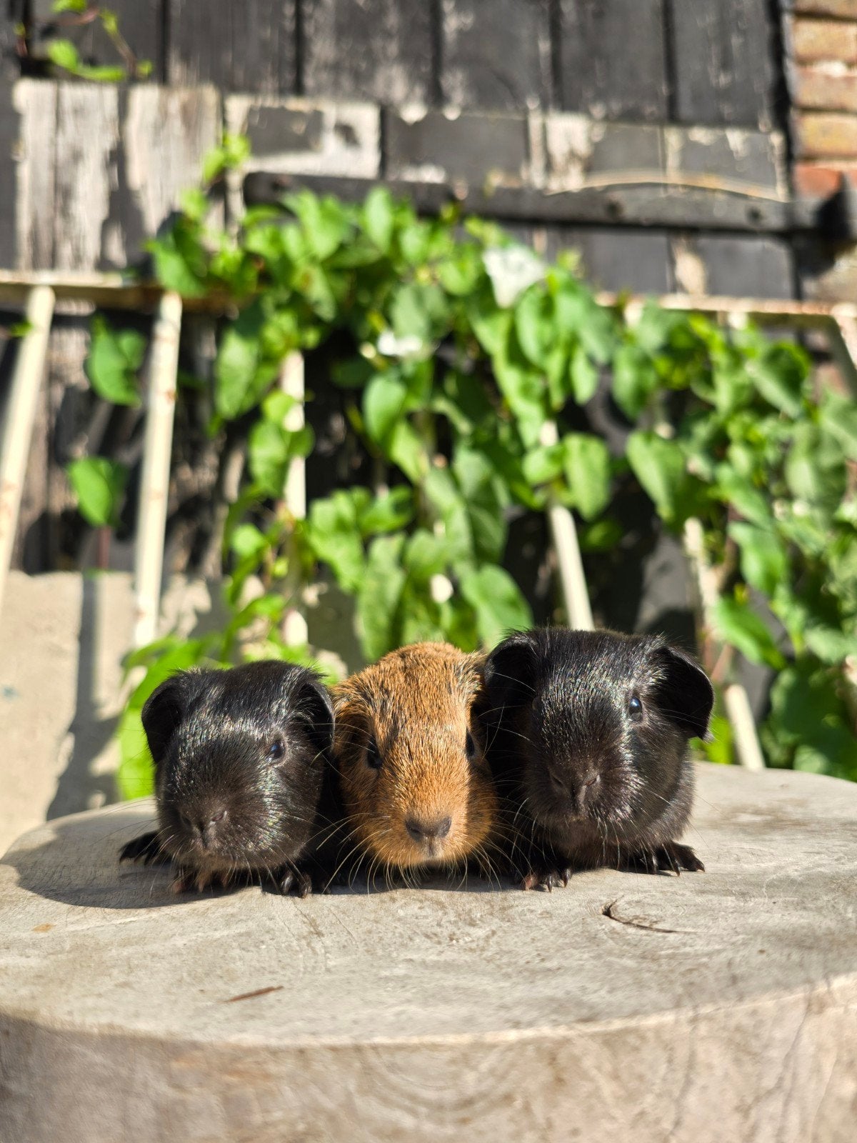 Cavia zeugjes en beertjes, Cavia, Juni, Meerdere dieren, Tam