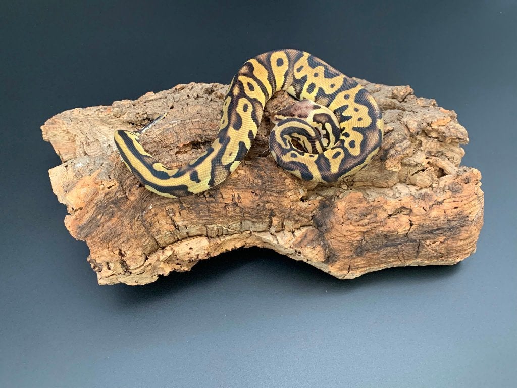 0.1 leopard pastel 66% DH genetic stripe/clown python regius Ball Python photo 4