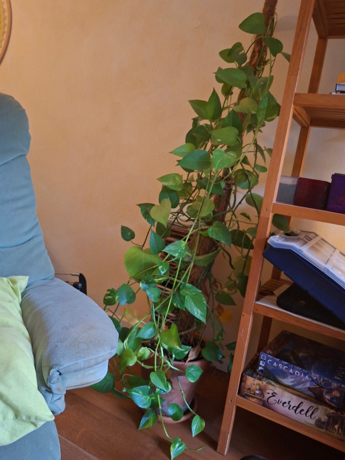 Grote kamerplant met pot, Huis en Inrichting, Ophalen, Overige soorten, Halfschaduw, In pot