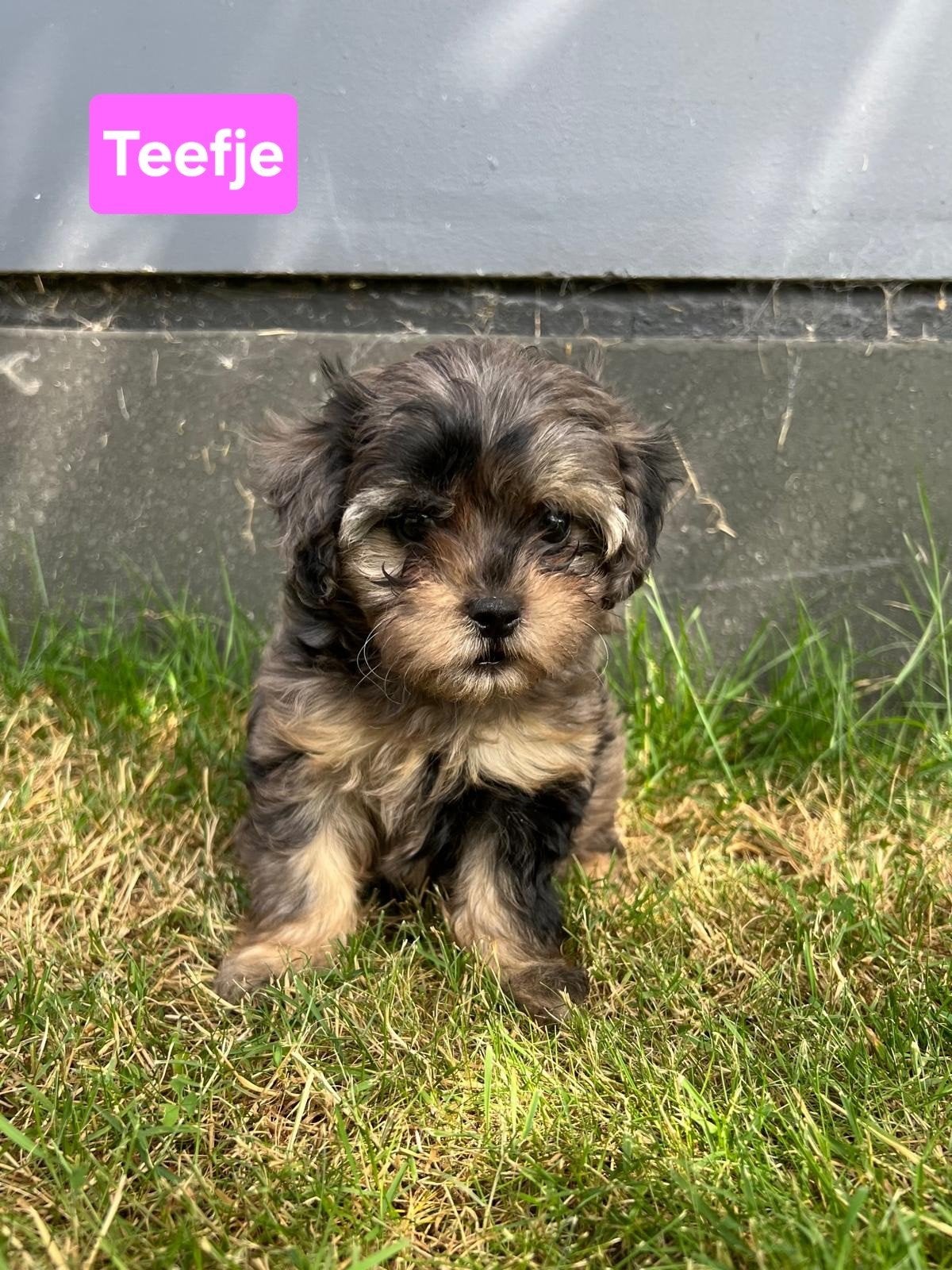 Mooie Boomer x Toypoedel pups (Boompoo), Parvo, Overige rassen, 8 tot 15 weken, Meerdere