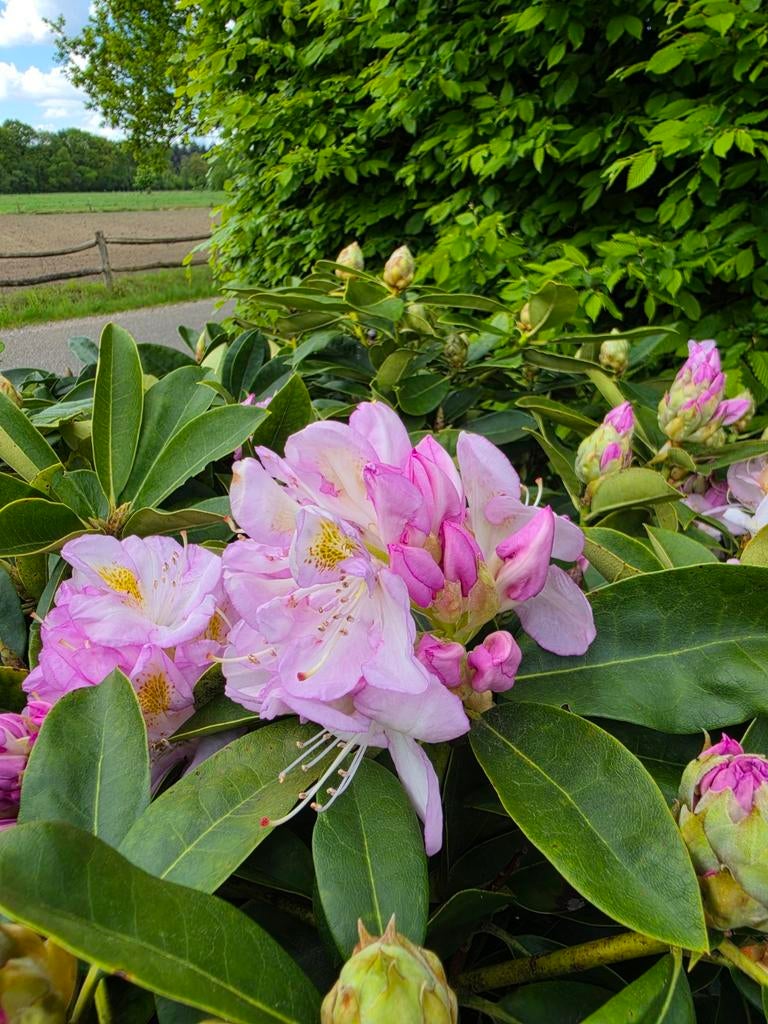 Rhododendron Gomer water partij 10 stuks per pallet, Ophalen, Rhododendron, Minder dan 100 cm