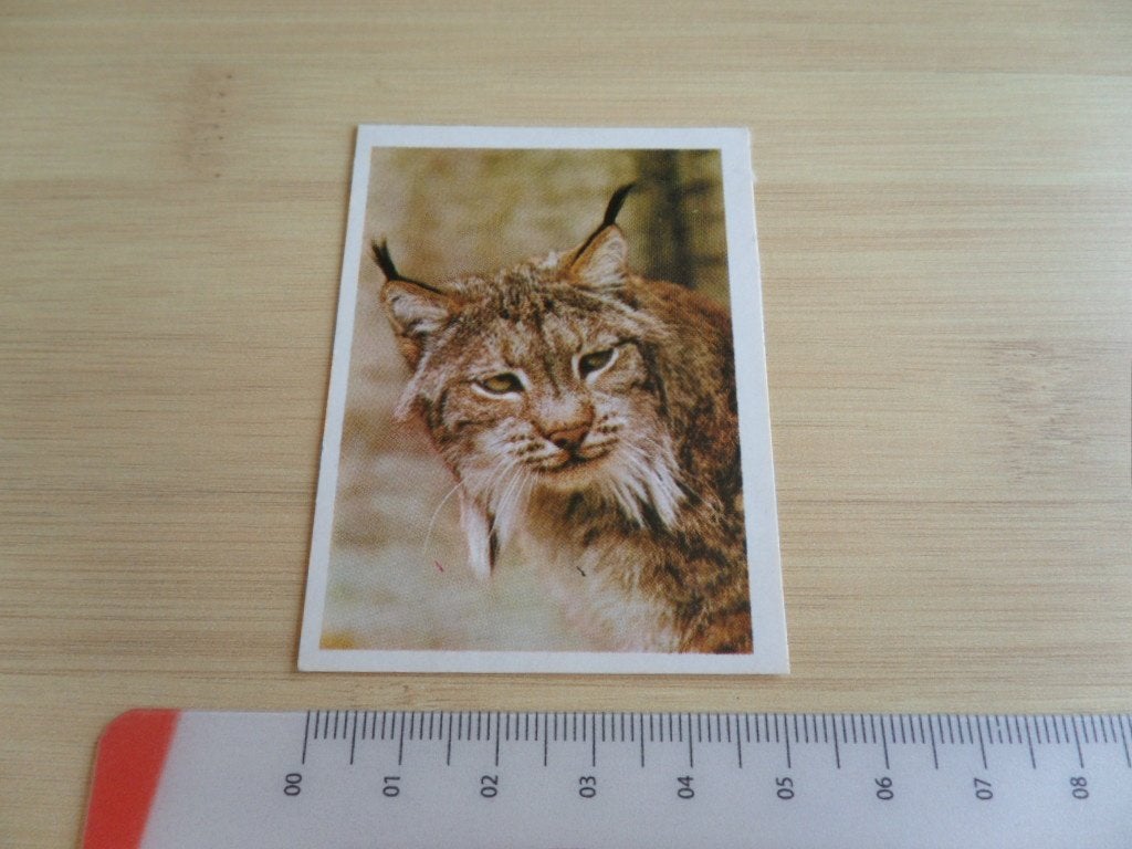 sticker foto lynx, Ophalen, Zo goed als nieuw