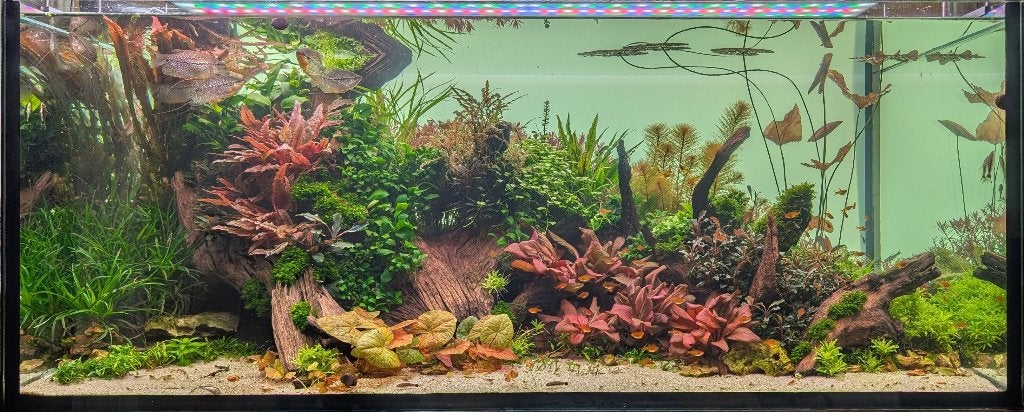 Gratis Lezing over aquascape bij A.V. Betta Splendens, Dieren en Toebehoren, Ophalen, Nieuw, Plant(en), Steen of Hout