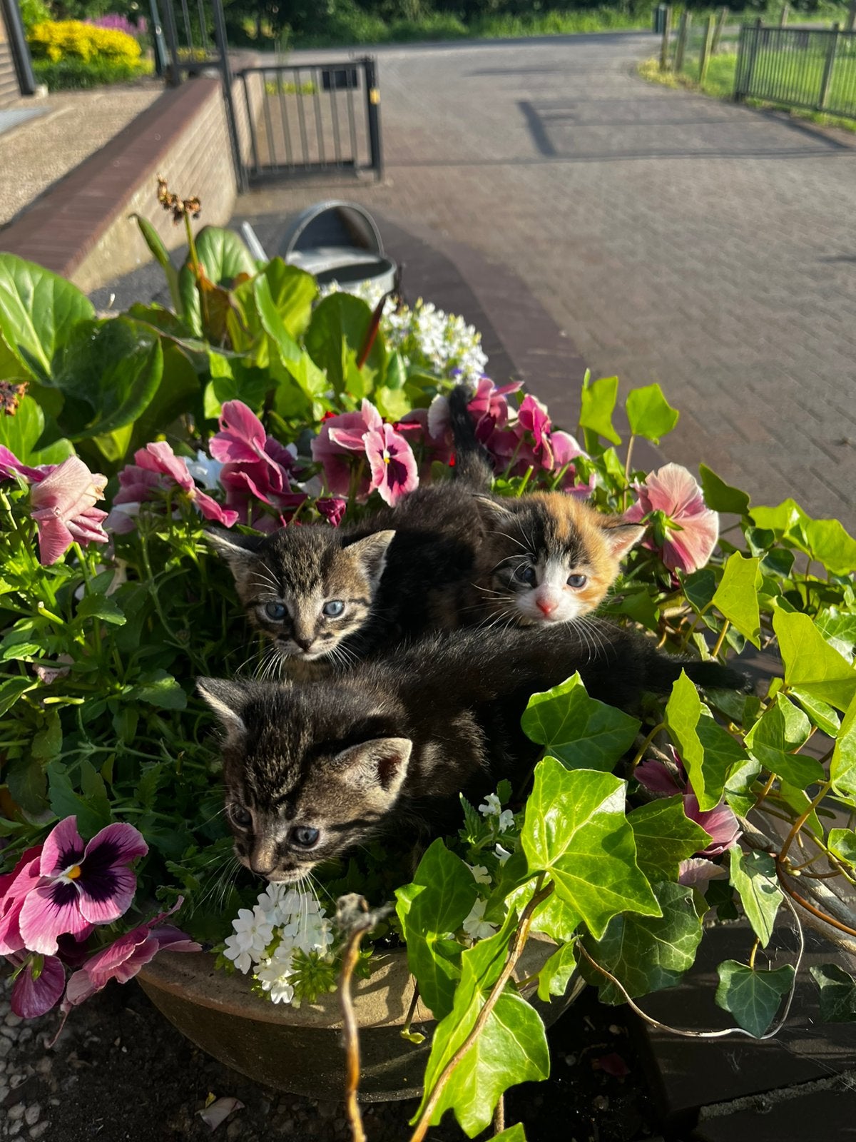 8 prachtige, lieve boerderijkittens (nog 1 beschikbaar), Dieren en Toebehoren, Katten en Kittens | Overige Katten, Meerdere dieren