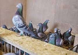 Postduiven en Sierduiven en Bruilofsduiven., Meerdere dieren, Postduif