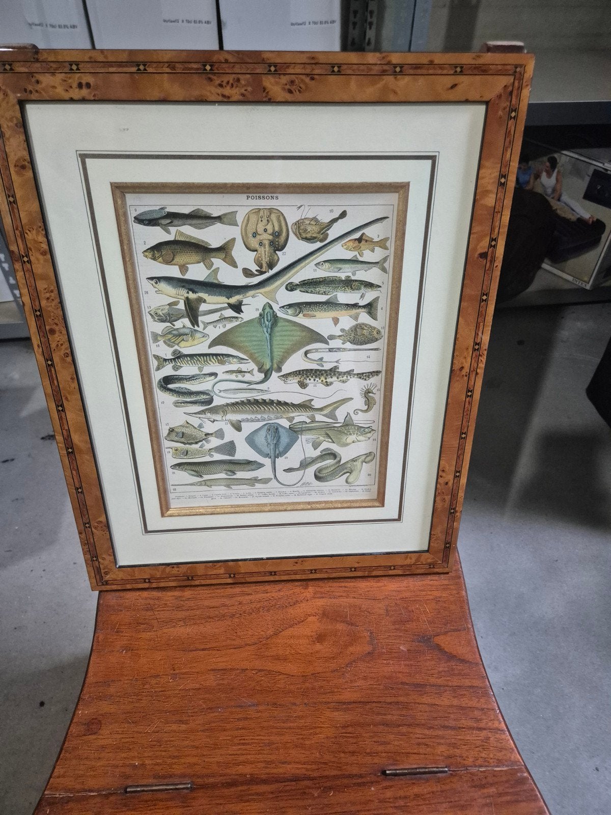 Ingekleurde gravure van diverse vissoorten, ingelijst, Antiek en Kunst, Kunst | Etsen en Gravures, Ophalen of Verzenden, Flora en Fauna