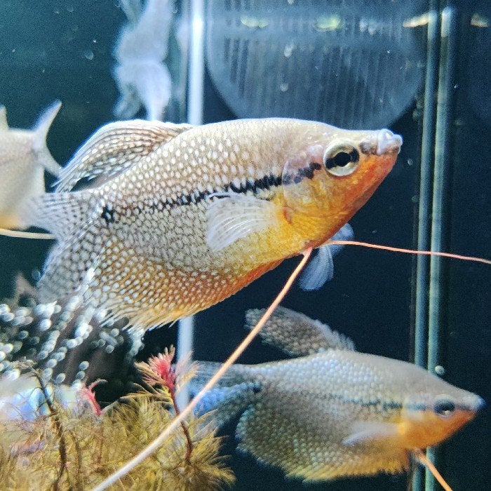 Trichogaster leeri, Dieren en Toebehoren, Vis
