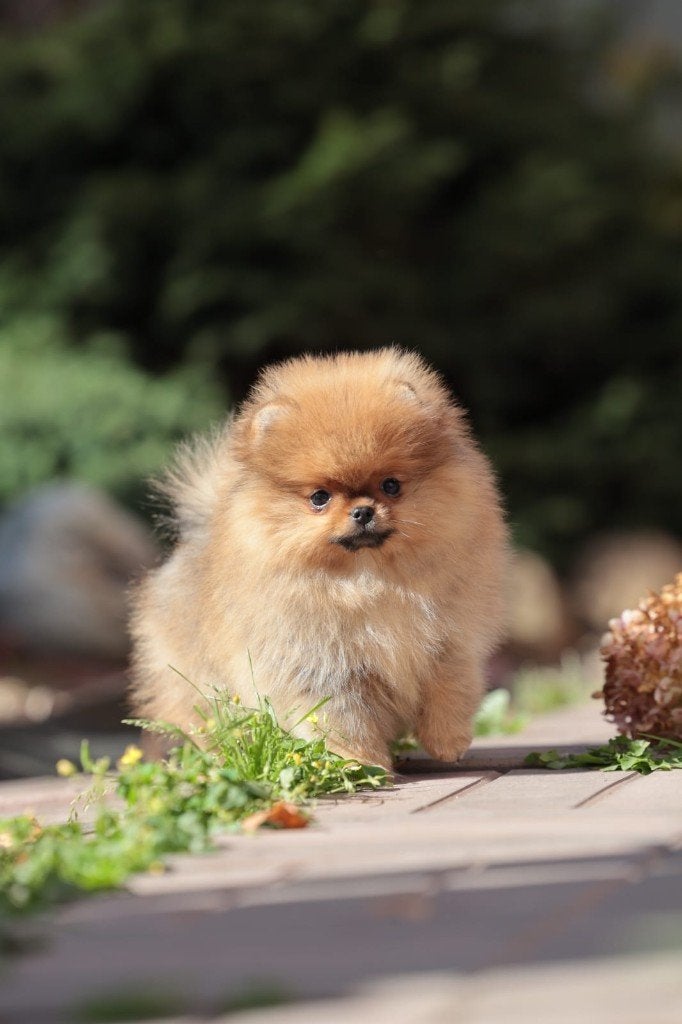 Pomeriaan pup teefje Orange Sable – klein Bear type, Dieren en Toebehoren, Keeshond, 8 tot 15 weken, Buitenland, Teef