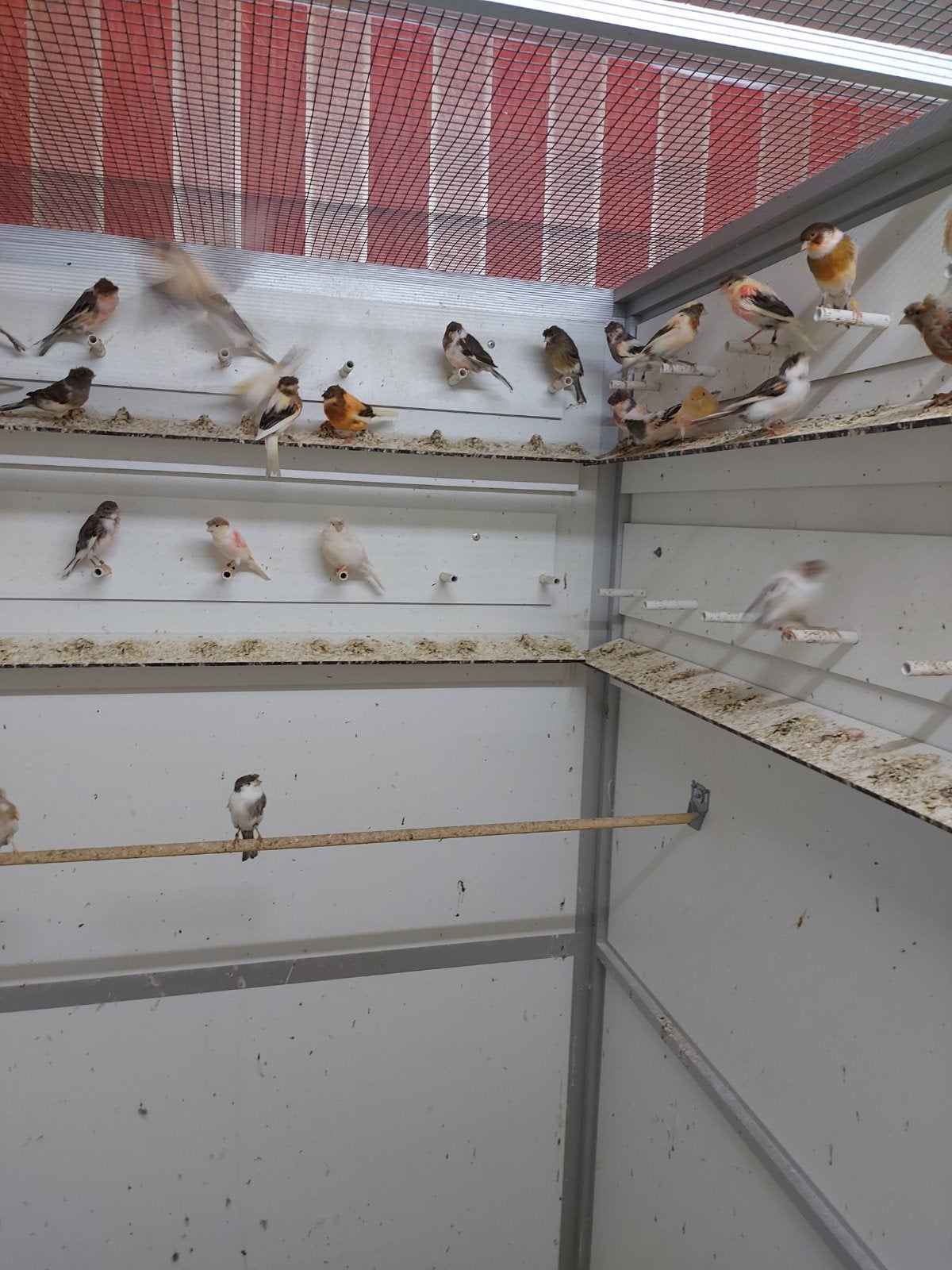 Harlekijn kanaries, Meerdere dieren, Kleurkanarie