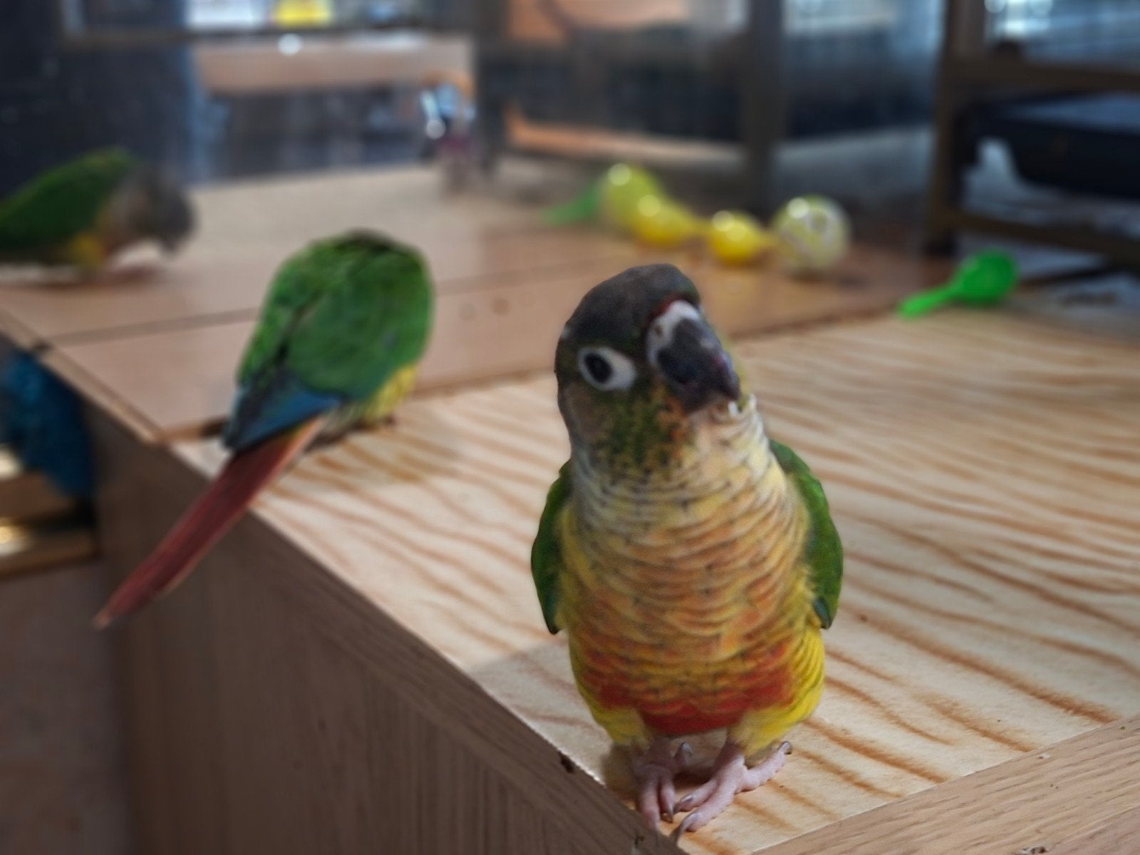 pyrrhura handtam baby, Geslacht onbekend, Parkiet, Tam