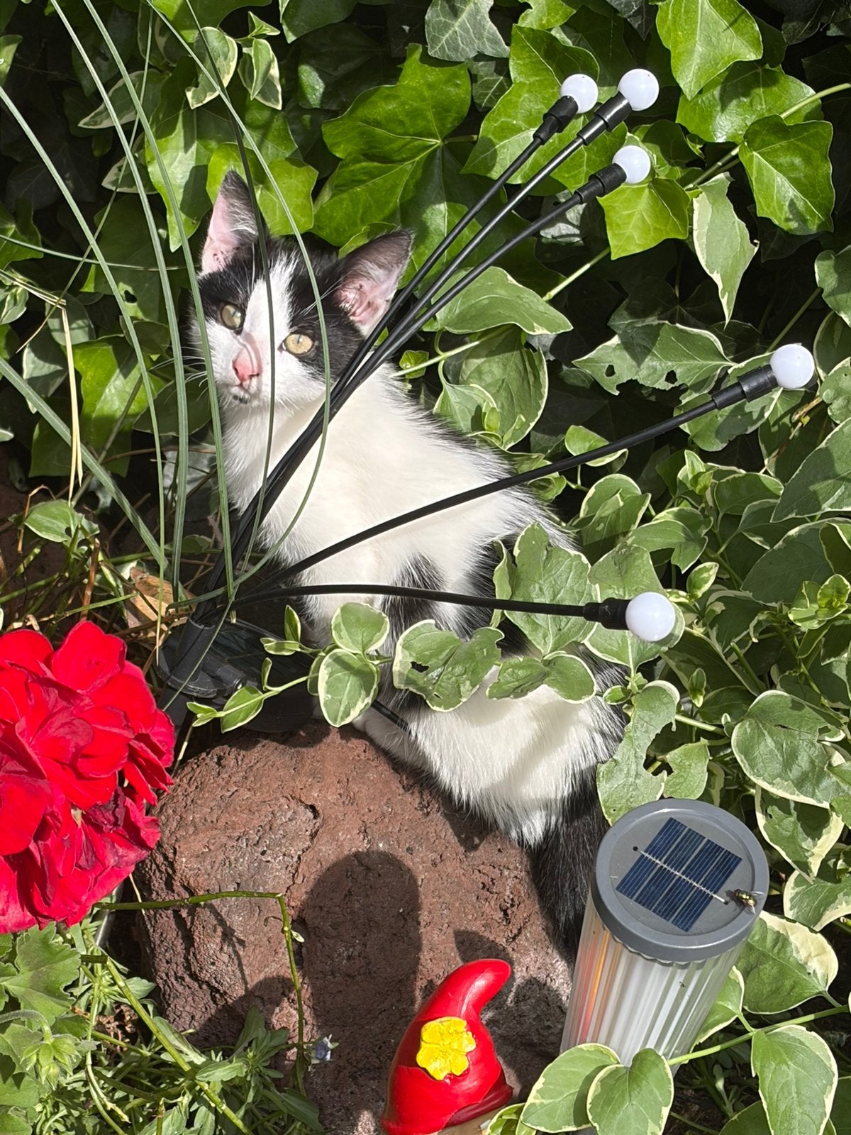 Henkie zoekt een nieuw huisje nu 16 wk  oud, Dieren en Toebehoren, Kater