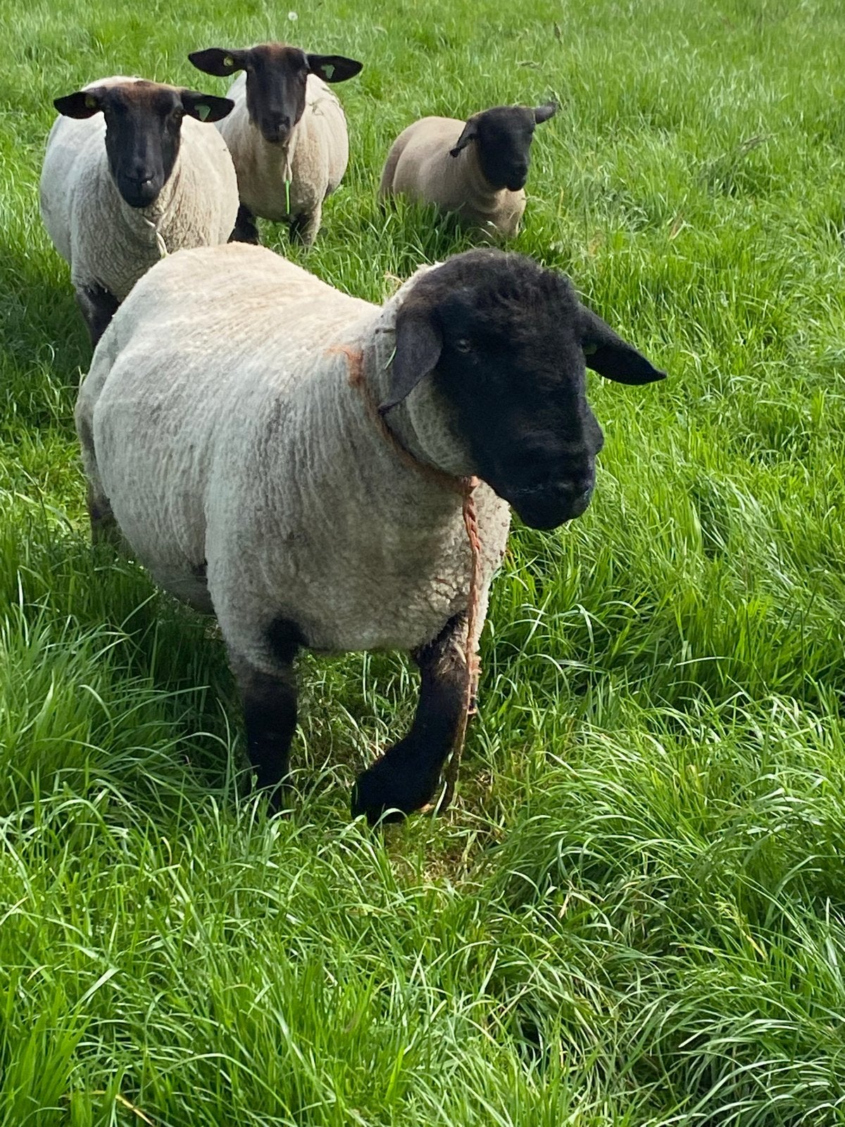 Suffolk Dekram Stamboek, Mannelijk, Schaap