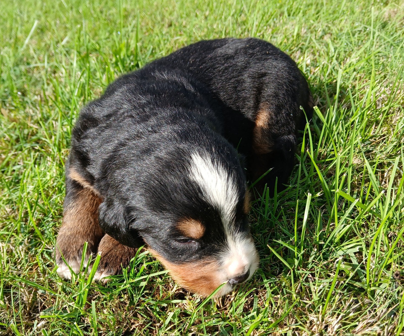 Prachtige boulab pups, CDV (hondenziekte), 8 tot 15 weken, Meerdere, Meerdere dieren