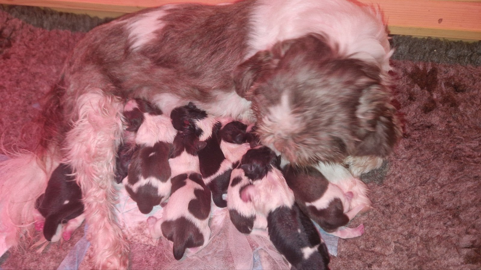 raszuivere shih tzu pups gb2ok 🐶🩷🐶🩷🐶🩷🐶🩷🐶🩷🐶🩵🐶🩵, Overige rassen, 8 tot 15 weken, Meerdere, Meerdere dieren
