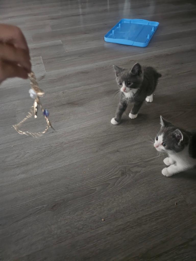 Kittens, Ophalen of Verzenden
