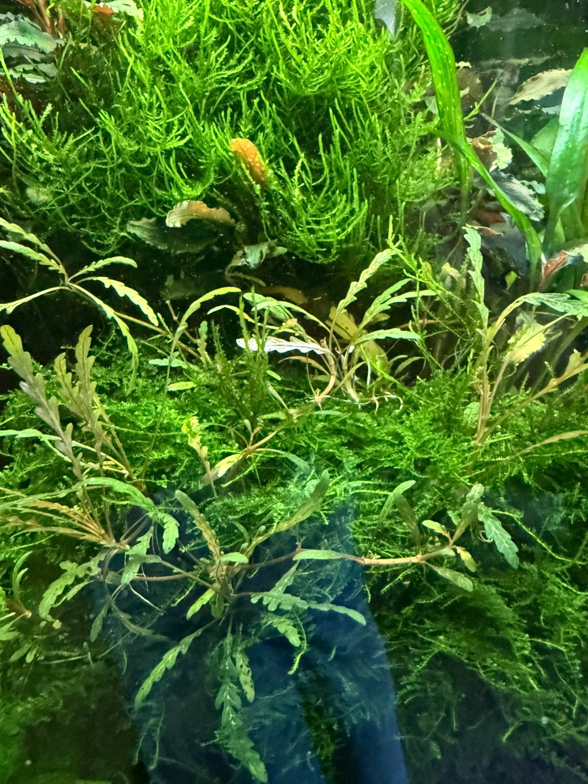 Christmas-mos en Hygrophila pinnatifida in 1 (m2457297013) — Vissen ...