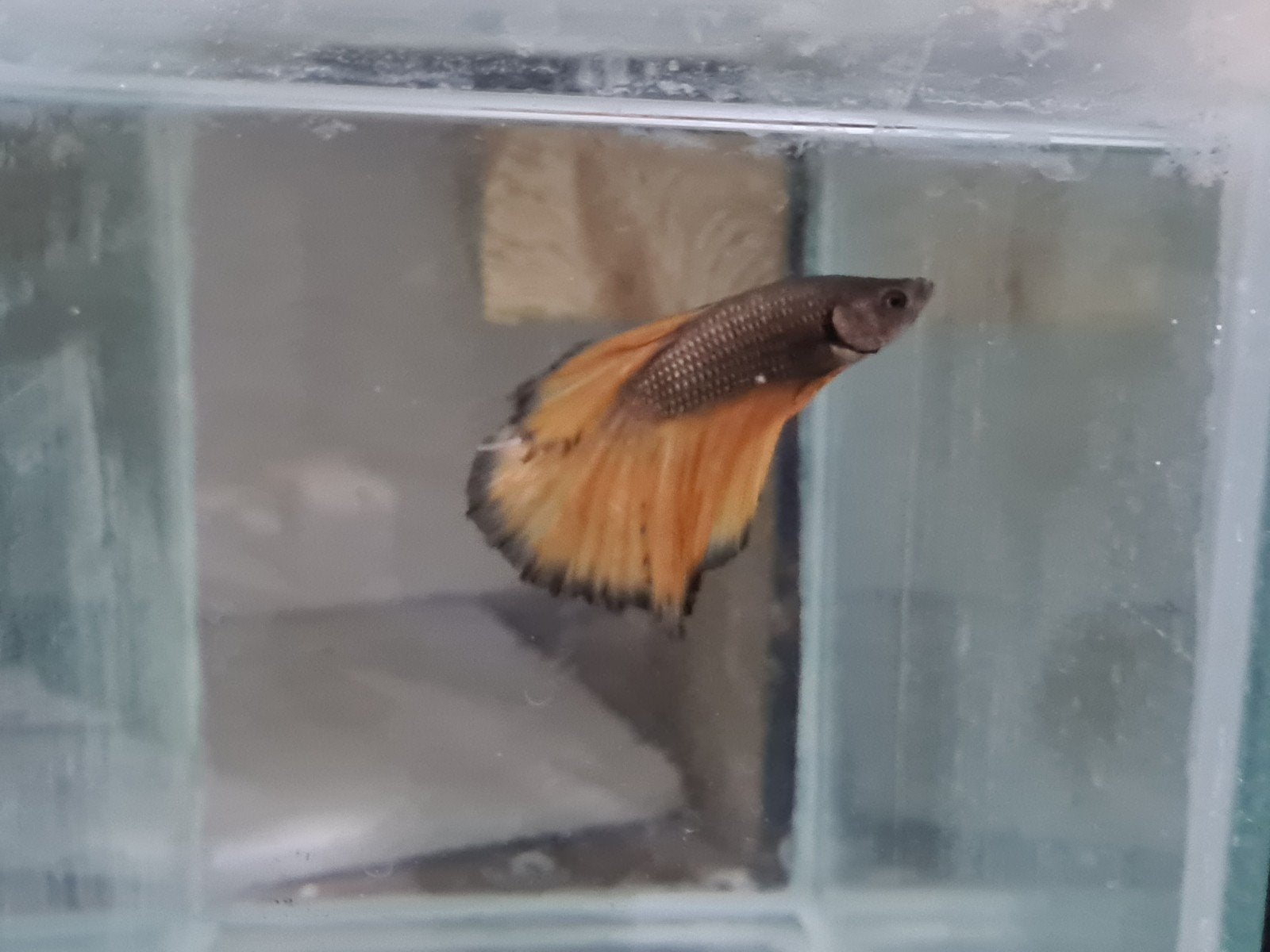 Betta splendens super delta kempvis man, Dieren en Toebehoren, Vis, Zoetwatervis