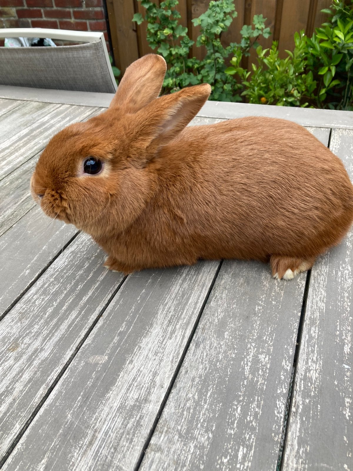 Thrianta’s konijnen, Meerdere dieren, Middelgroot