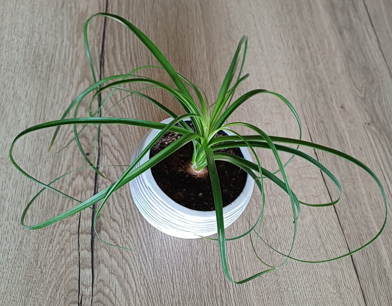 Schattige Olifantspoot, Nolina plant in leuk kunststof potje, Ophalen, Overige soorten, Halfschaduw, In pot