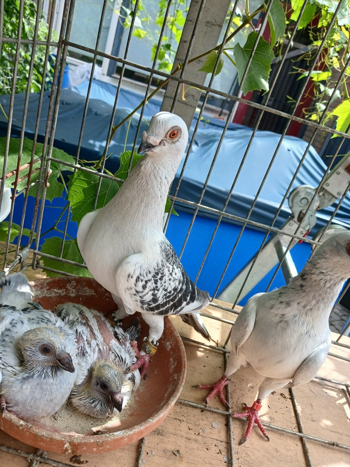 Koppel met twee jongetjes, Dieren en Toebehoren, Pluimvee, Meerdere dieren, Gans of Zwaan