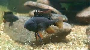Ramirezi zwart-black De Vil-Koidream Valburg, Vis, Zoetwatervis