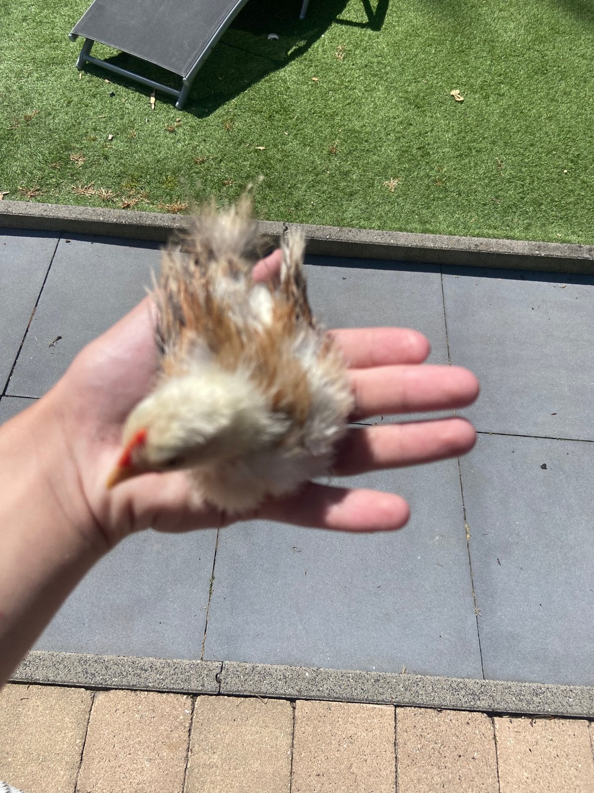 Serama haantje zijdekrul, Dieren en Toebehoren, Pluimvee, Mannelijk, Kip