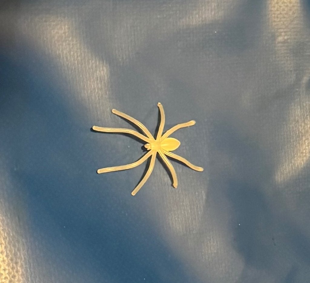 Spin, kunststof, Dieren en Toebehoren, Insecten en Spinnen, Overige soorten