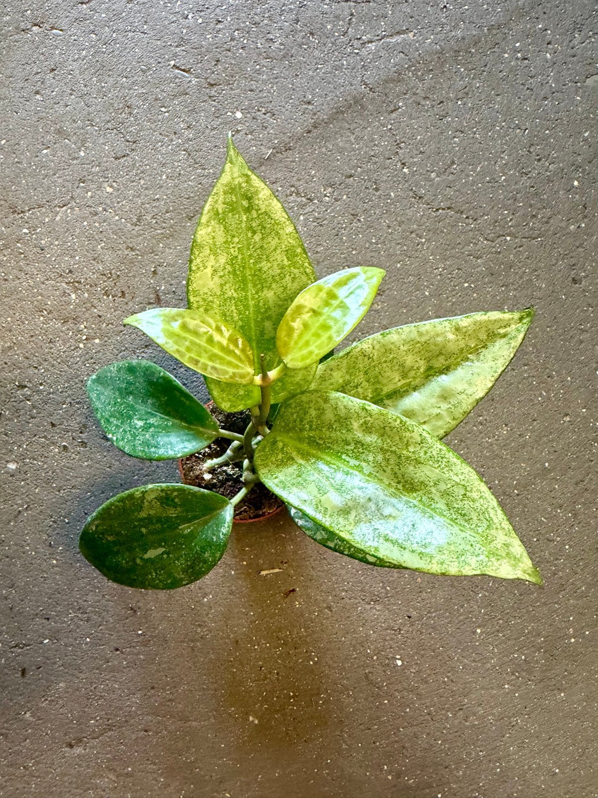Hoya Wilbur Graves p9, Ophalen of Verzenden