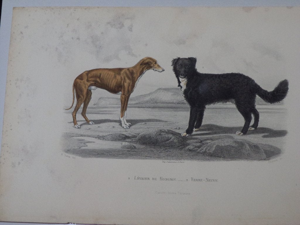 1885 gravure honden hazewind newfoundlander Gobin & Paquien, Antiek en Kunst, Ophalen of Verzenden