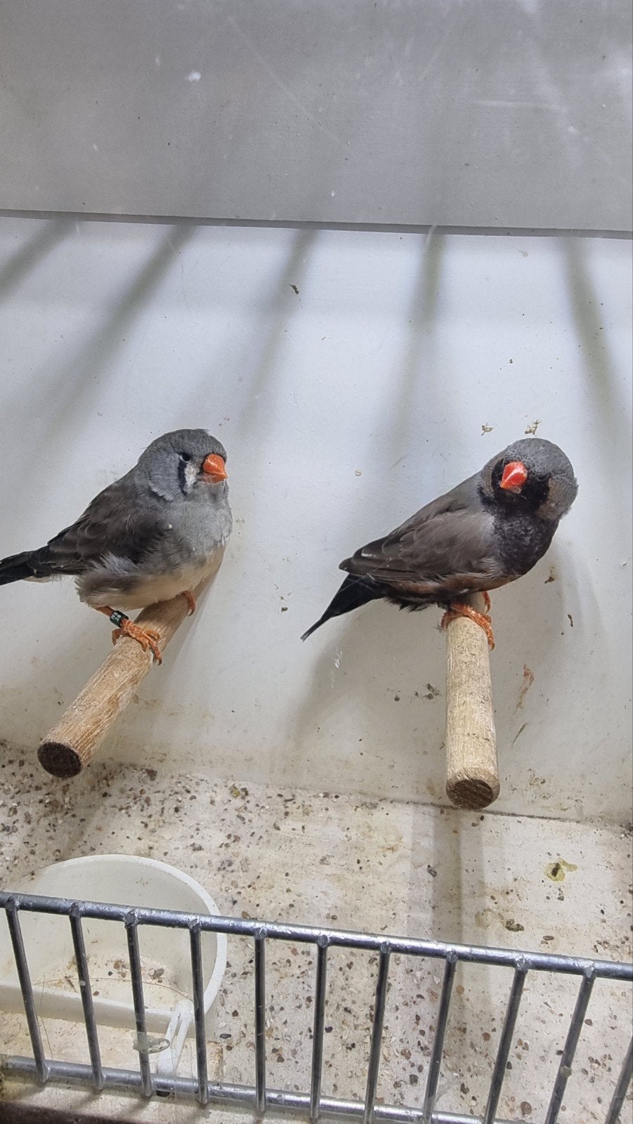 te koop koppel charcoal, Meerdere dieren