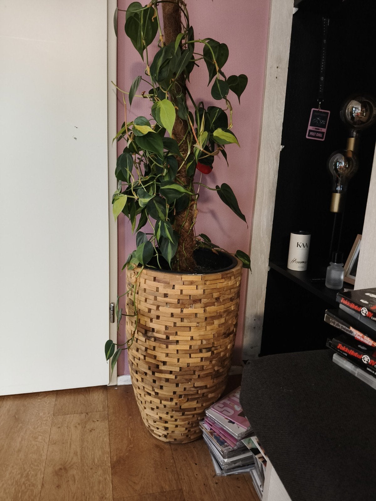 Planten pot, Ophalen, Halfschaduw, Minder dan 100 cm