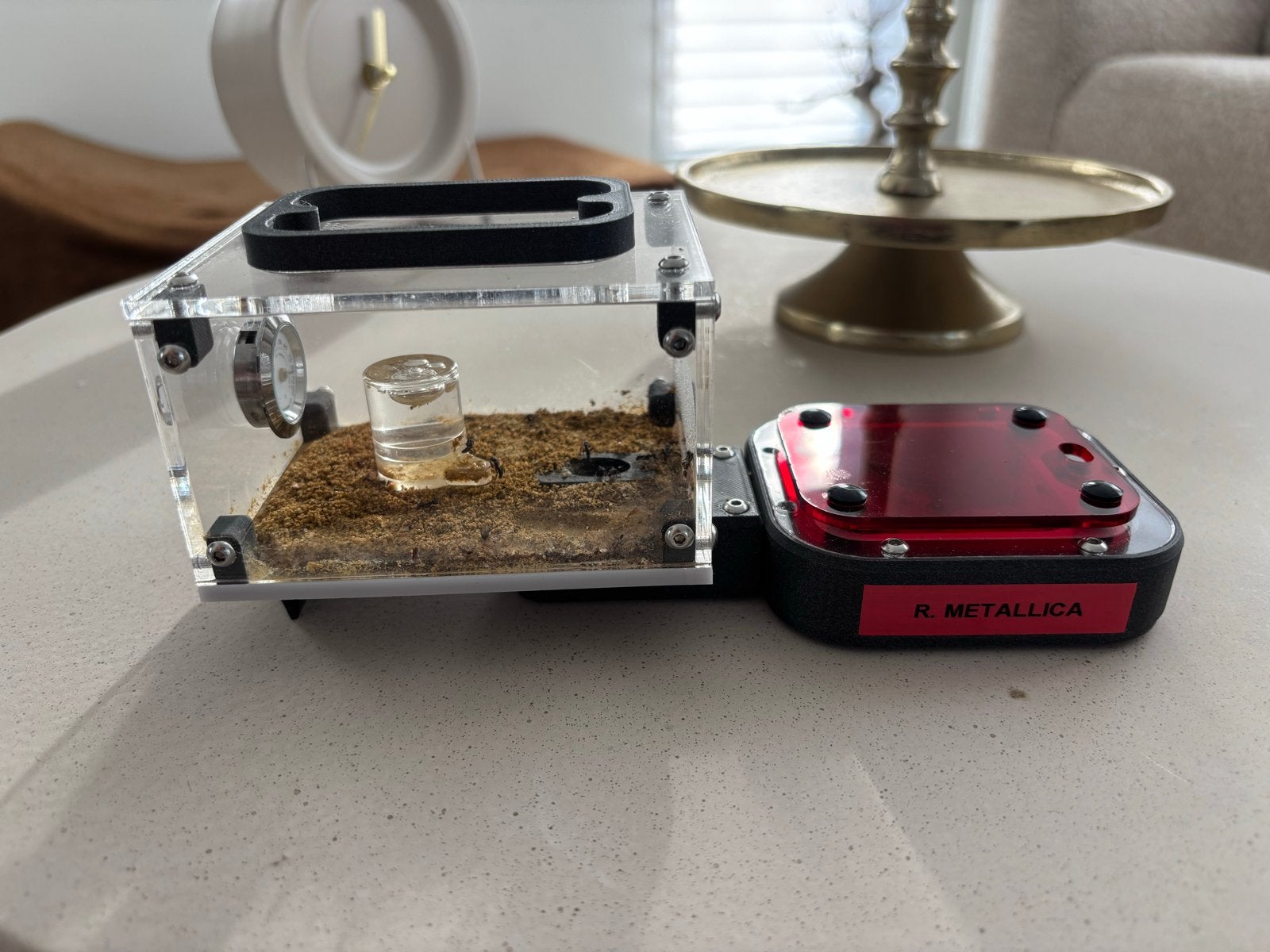 Rhytidoponera Metallica +30w met Wakooshi set, Dieren en Toebehoren, Mieren