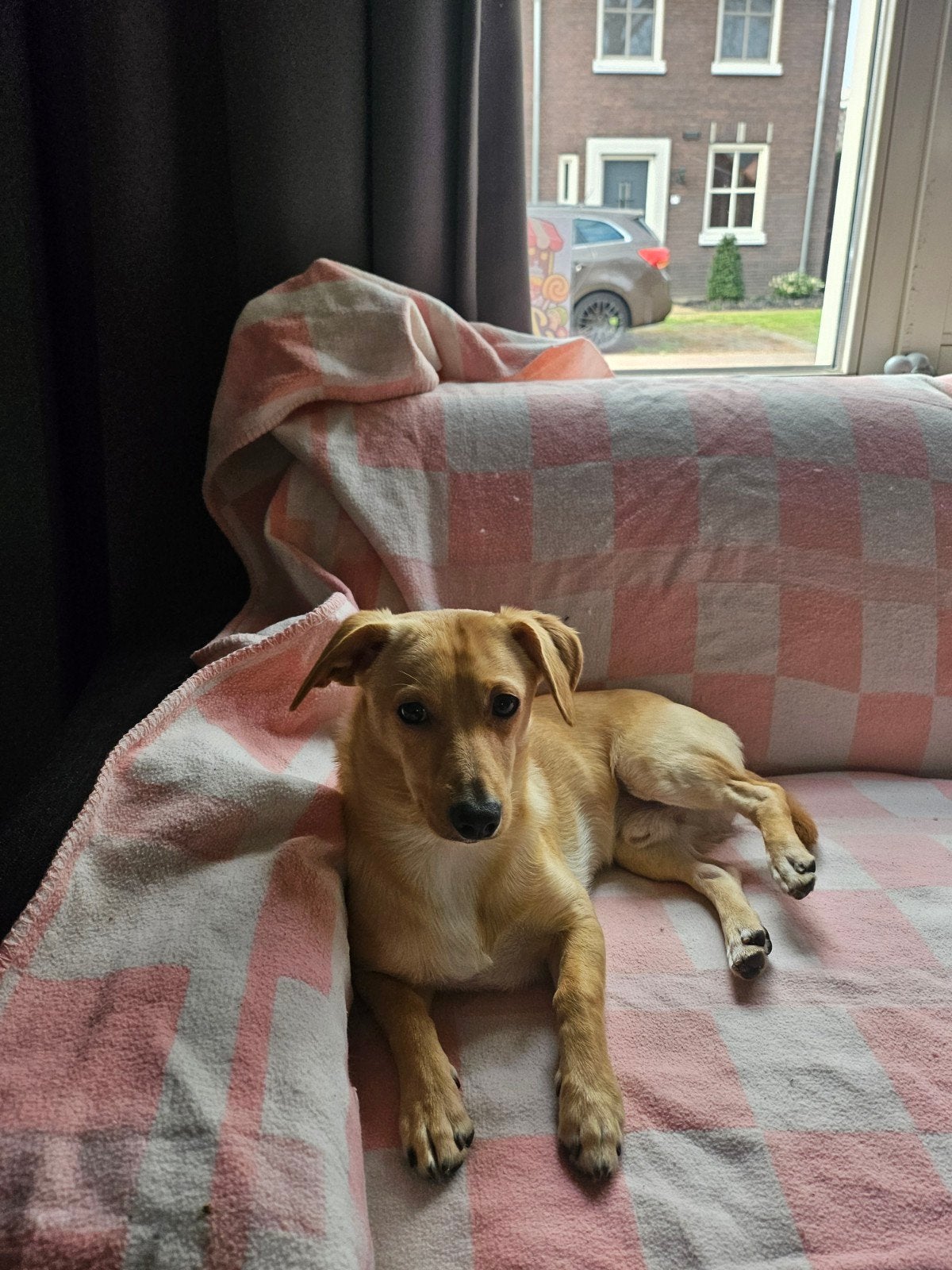 Liefdevol huisje gezocht voor Dex (Teckel/Keeshondje), Dieren en Toebehoren, Honden | Niet-rashonden, 15 weken tot 1 jaar, Reu