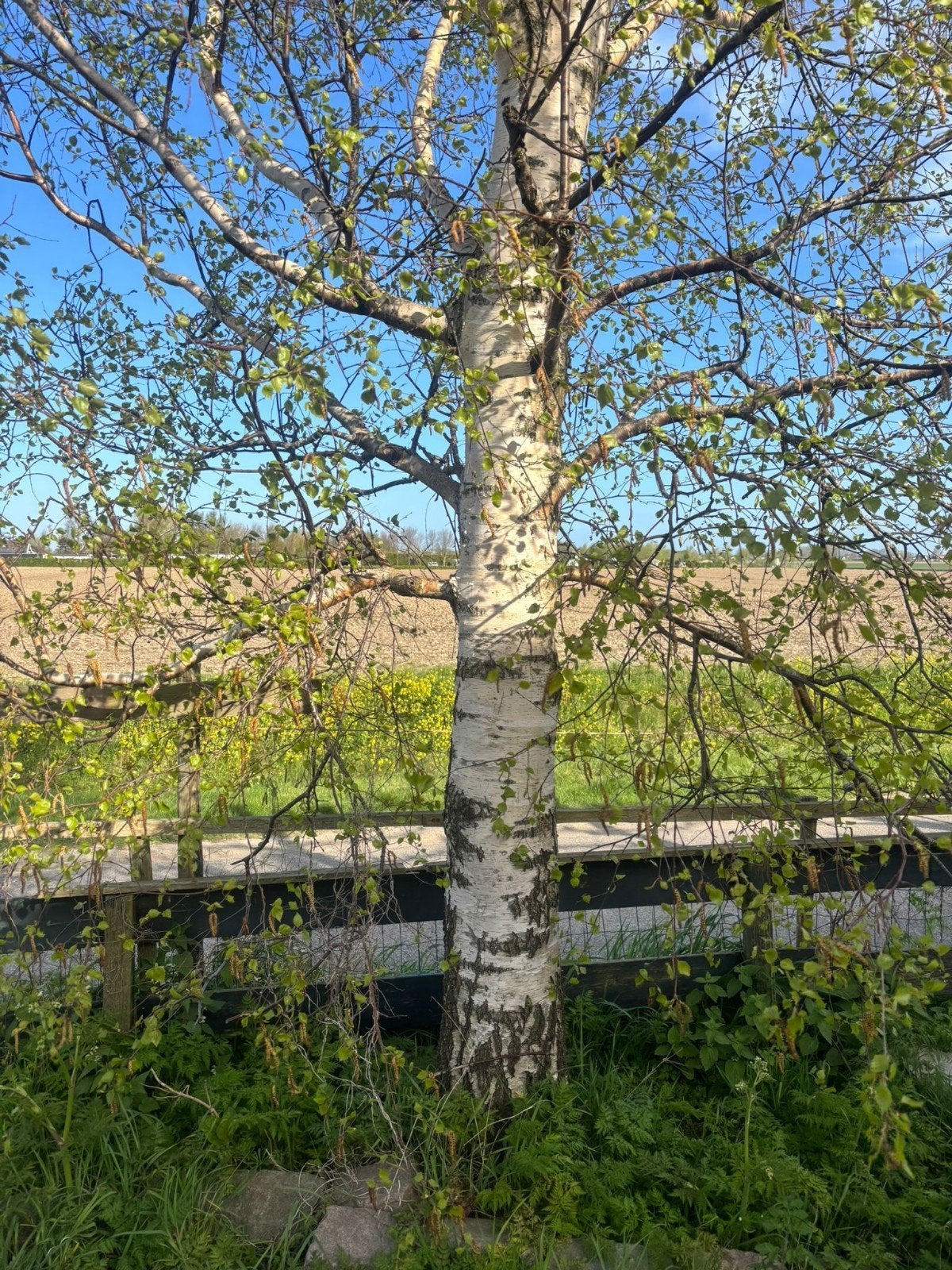 Mooie witte ruwe berken grove dennen palmen walnoten, Ophalen, Volle zon, Overige soorten
