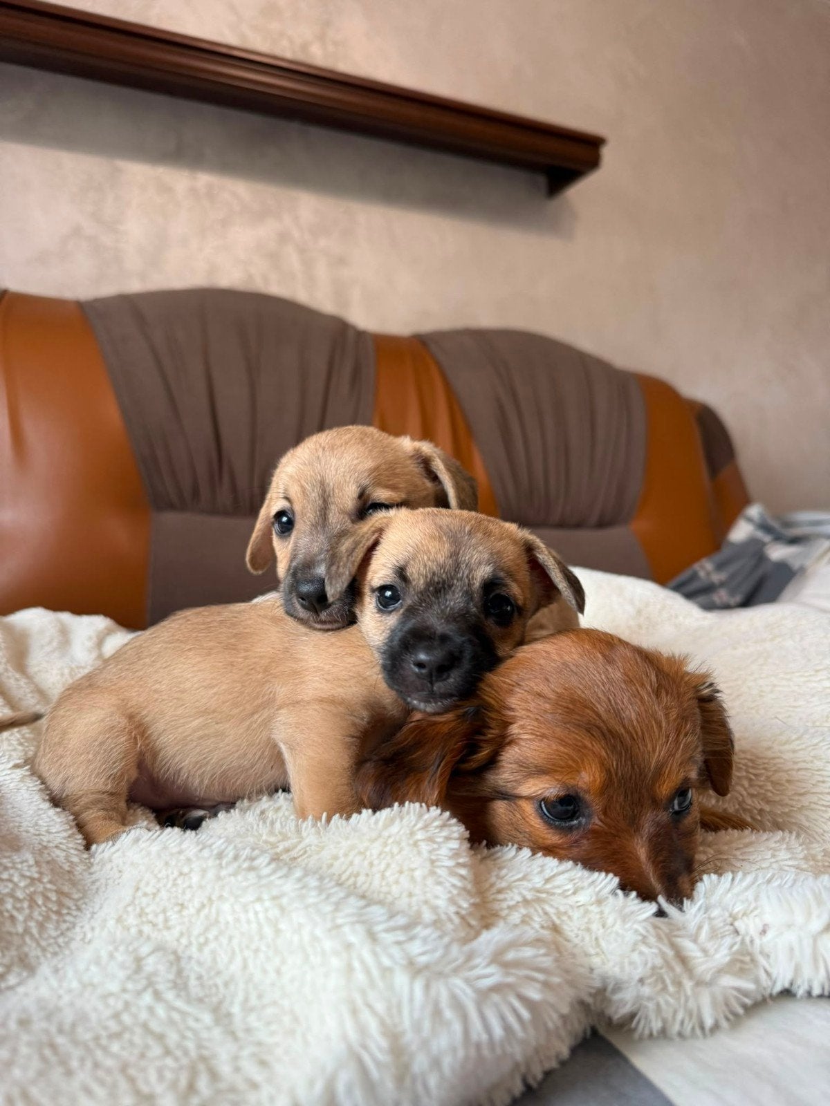 Kleinblijvende-puppy's zoeken een thuis, Dieren en Toebehoren, Particulier, Overige rassen, 8 tot 15 weken, Buitenland