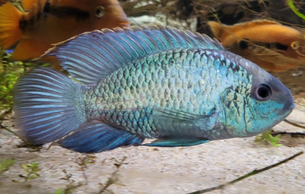 Blauwe acara electric blue, Dieren en Toebehoren, Vissen | Aquariumvissen, Vis