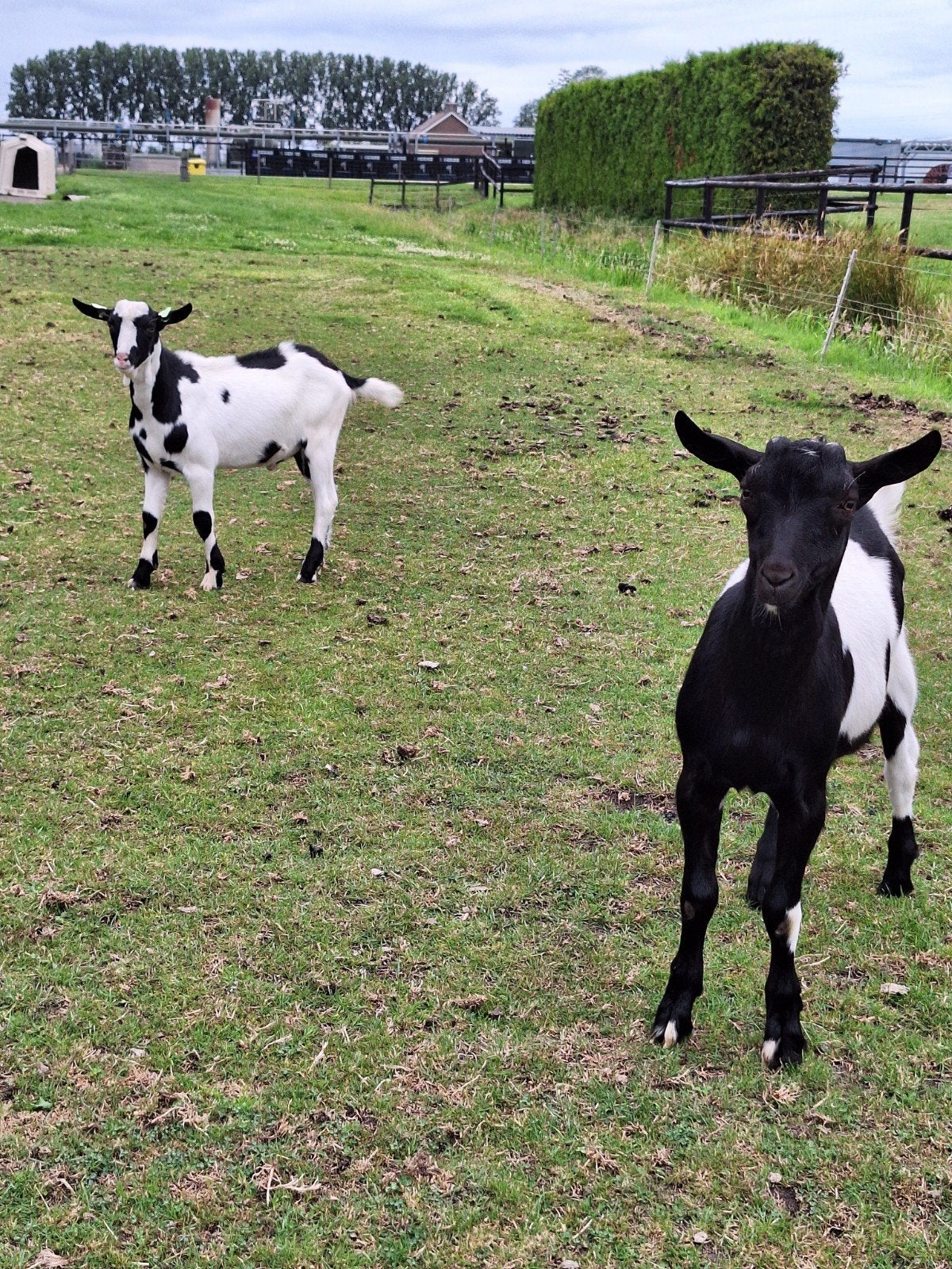 Te koop, goed ontwikkelde zwartbonte dekbokken met lelletjes, Mannelijk, Geit