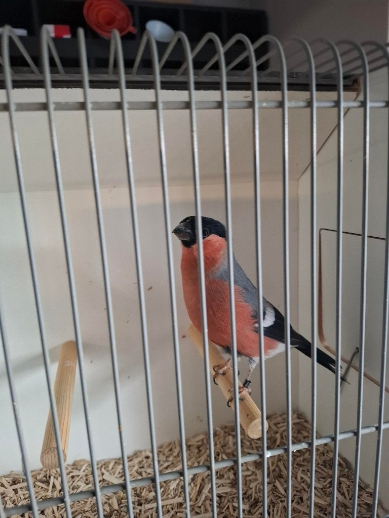 Noorse Goudvinken, Dieren en Toebehoren, Meerdere dieren, Wildzangvogel, Geringd