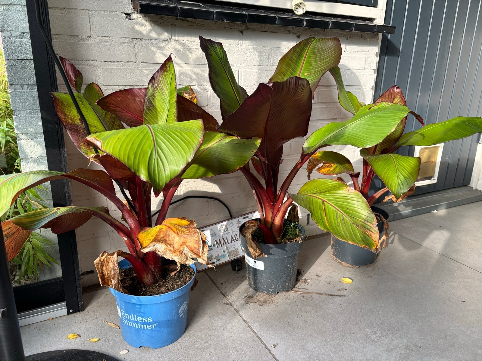 Ensette Maurelli bananenplant, Volle zon, Vaste plant, Bloeit niet, Ophalen