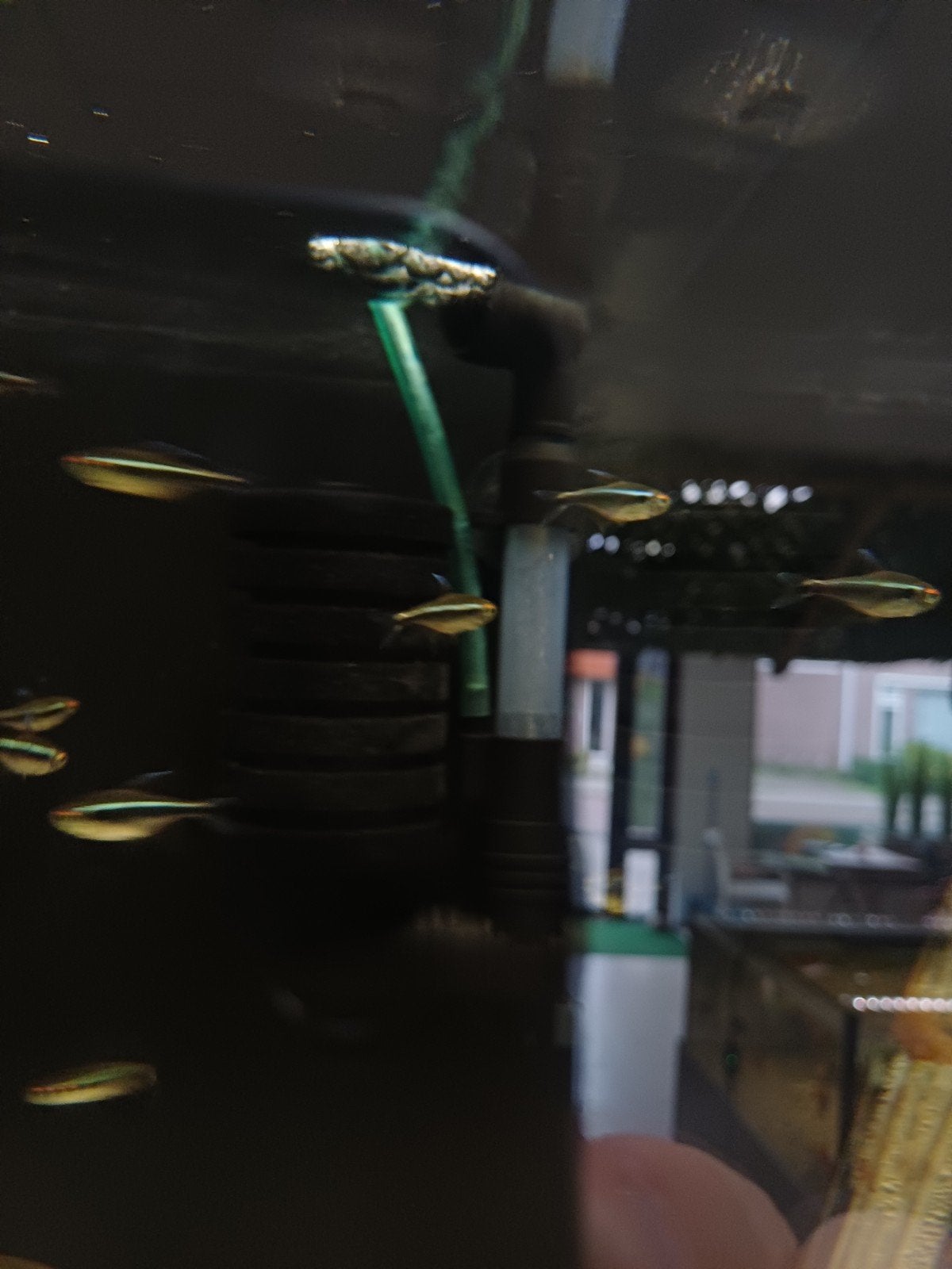 Zwarte neon tetras, Vis