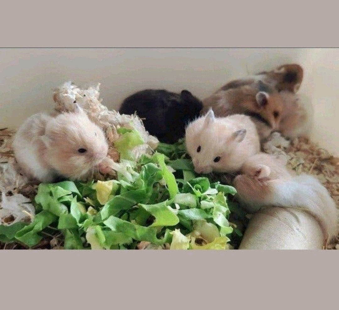 Syrische goudhamster jonkies babies, Dieren en Toebehoren, Knaagdieren, Hamster, Mei, Meerdere dieren, Tam
