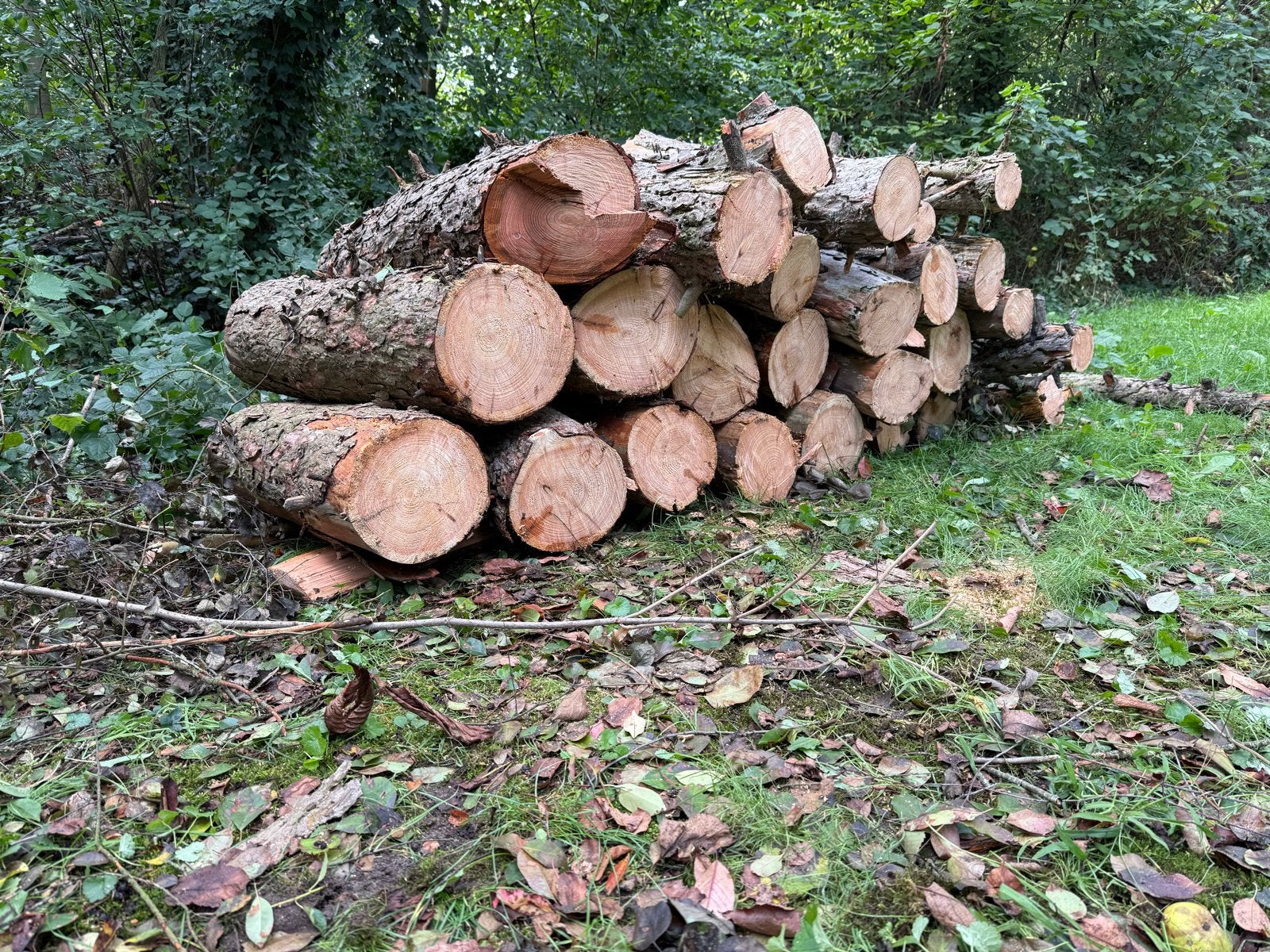 Lariks stammen - Brandhout, Tuin en Terras, Haardhout, Minder dan 3 m³, Ophalen of Verzenden, Overige houtsoorten, Stammen
