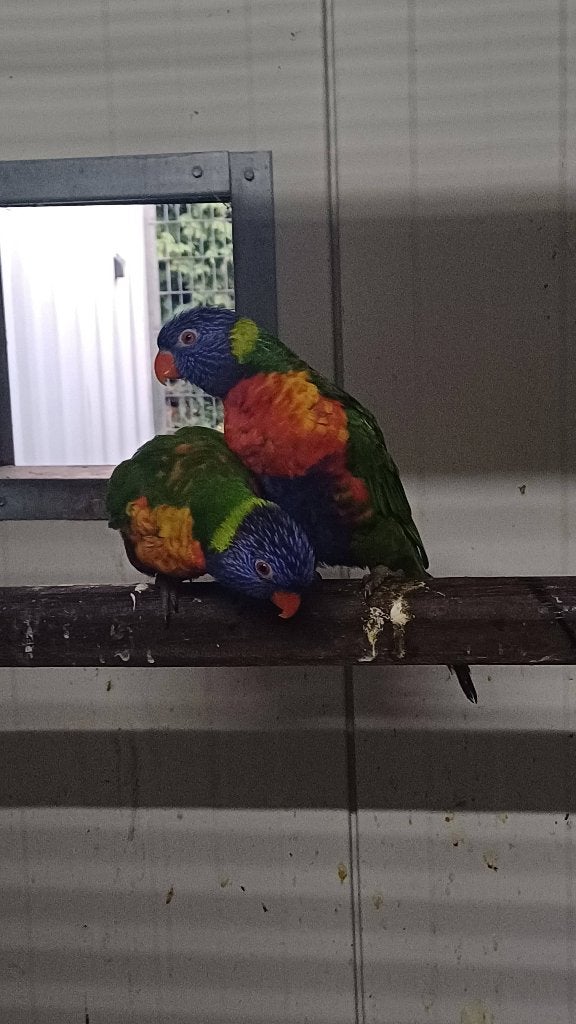Te koop 2-0 lori van de blauwe bergen, Dieren en Toebehoren, Mannelijk, Parkiet